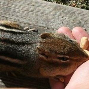 Meet your Posher, Diane